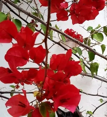 Small In Sants With Huge Terrace Homestay